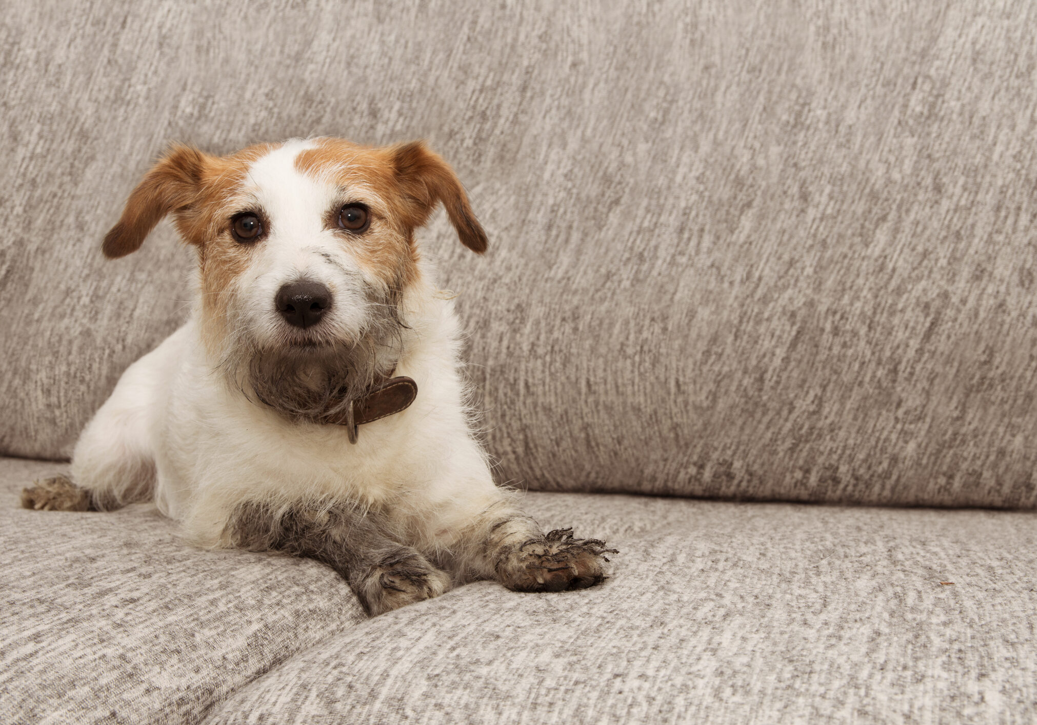 A small dog relaxing on a gray couch.